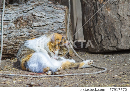 tricolor fluffy Siberian cat washes, licks his stomach with his tongue tricolor fluffy Siberian cat washes, licks his stomach with his tongue 77917770