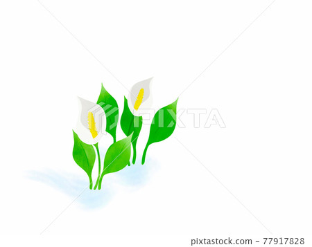 水芭蕉。 水芭蕉。 77917828