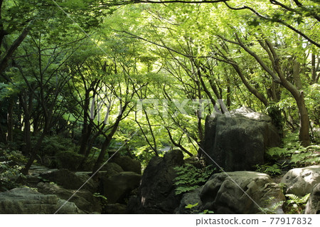 Summer valley Summer valley 77917832