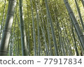 夏季竹林 77917834