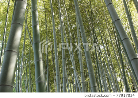 夏季竹林 夏季竹林 77917834