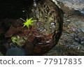 漂浮在水中的秋葉 77917835