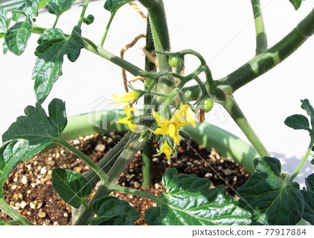 迷你番茄小番茄 迷你番茄小番茄 77917884