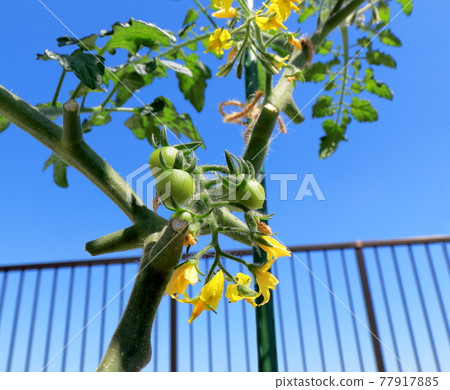 迷你番茄小番茄 迷你番茄小番茄 77917885