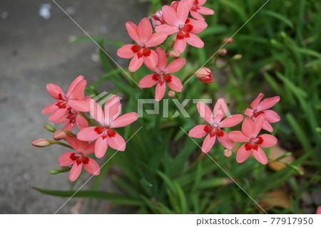 Iris Iris 77917950