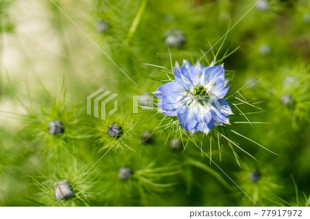 Blue Nigella in Shiraito Natural Park Blue Nigella in Shiraito Natural Park 77917972