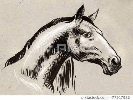Horse head. Ink drawing 77917982