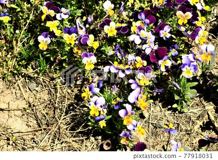 Three colors violet 77918031