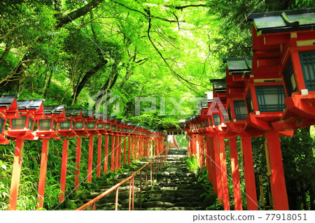 Fresh green Kifune Shrine Fresh green Kifune Shrine 77918051