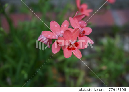 Iris 77918106