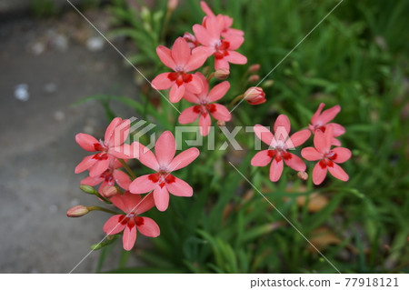 Iris Iris 77918121