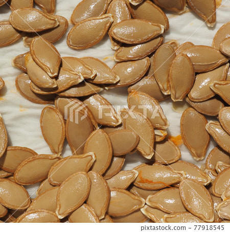 pumpkin squash seed 77918545