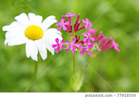 Flower 77918550