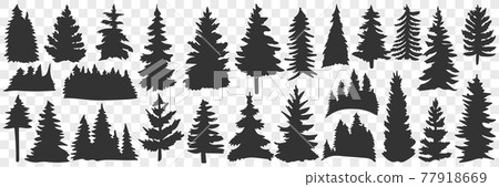 Silhouettes of spruce and pine doodle set Silhouettes of spruce and pine doodle set 77918669