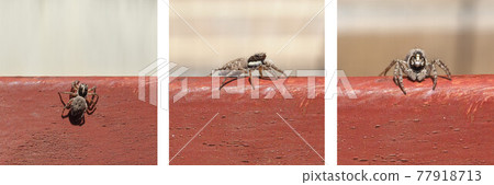macro view of spider (arachnide), top side and front 77918713