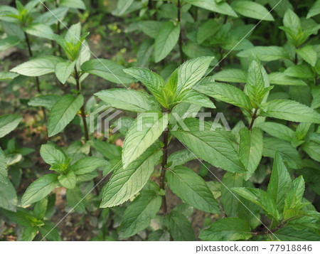 peppermint plant (Mentha piperita) 77918846