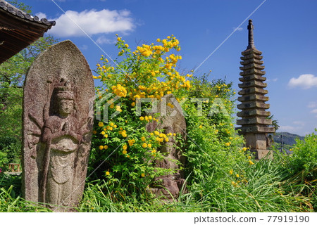 開滿日本花的波斯菊寺 77919190