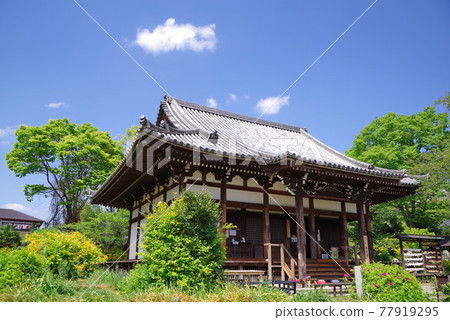 開滿日本花的波斯菊寺 77919295