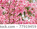 KANHIZAKURA 77919459