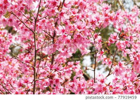 Kanahazakura Kanahazakura 77919459