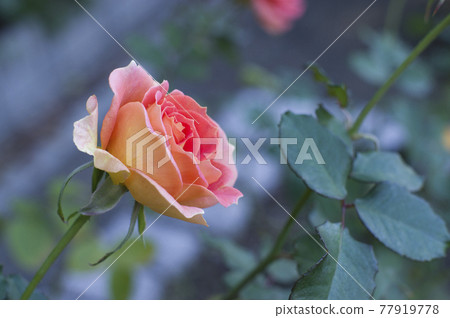 Red and pink rose flowers are in bloom in the rose garden. The name of this rose is a brass band. 77919778