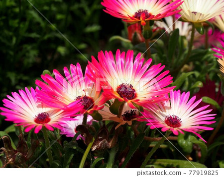 Livingstone daisies in the sun (purple red flowers) 77919825
