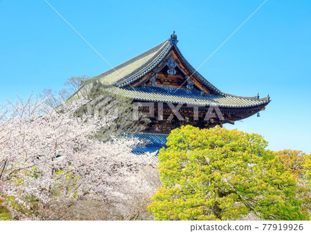 京都東寺春景 京都東寺春景 77919926