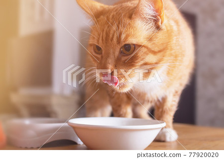 Ginger cat licks over bowl of milk. 77920020