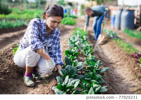 Woman weeds spinach on farm field Woman weeds spinach on farm field 77920231