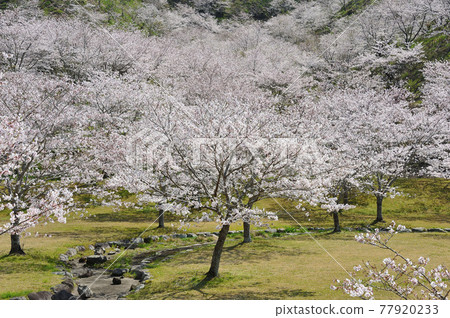 Sakura Park Sakura Park 77920233