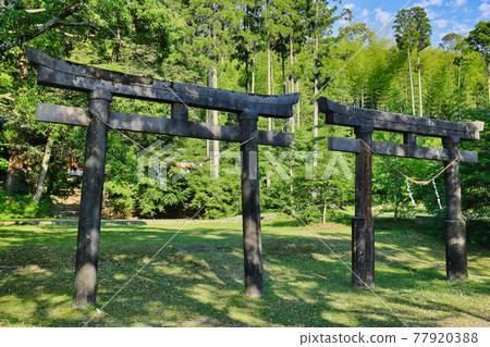 諏訪神社平行鳥居(鹿兒島縣薩摩仙台市東鄉町阿西淵) 諏訪神社平行鳥居(鹿兒島縣薩摩仙台市東鄉町阿西淵) 77920388