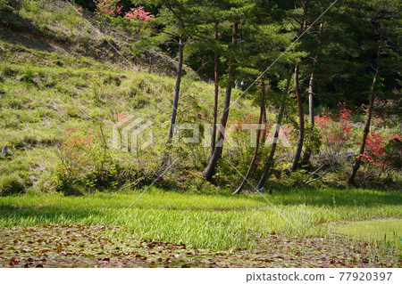 初夏黑澤沼澤 77920397