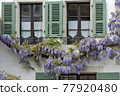 Blossoming wistaria branch in spring on a house in old city of Nyon, canton of Vaud in Switzerland 77920480