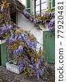 Blossoming wistaria branch in spring on a house in old city of Nyon, canton of Vaud in Switzerland 77920481