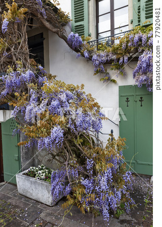 Blossoming wistaria branch in spring on a house in old city of Nyon, canton of Vaud in Switzerland Blossoming wistaria branch in spring on a house in old city of Nyon, canton of Vaud in Switzerland 77920481