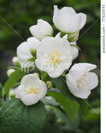 白花丁香 77920545