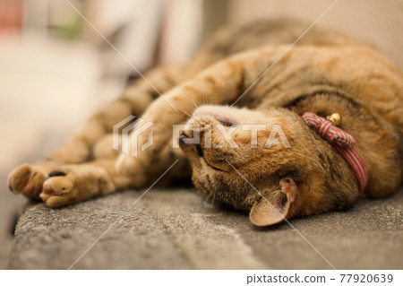 Yanesen, the city of cats 77920639