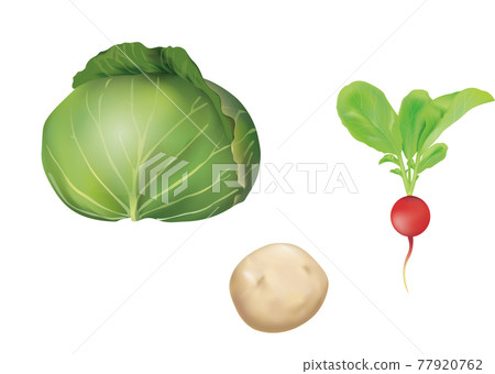 蔬菜插圖_捲心菜_土豆_蘿蔔_ 蔬菜插圖_捲心菜_土豆_蘿蔔_ 77920762