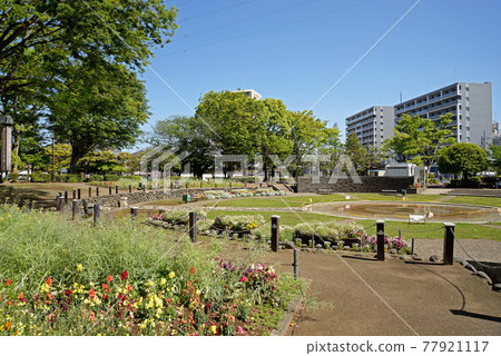 千葉縣船橋市天沼弁天尼克公園的新綠 77921117