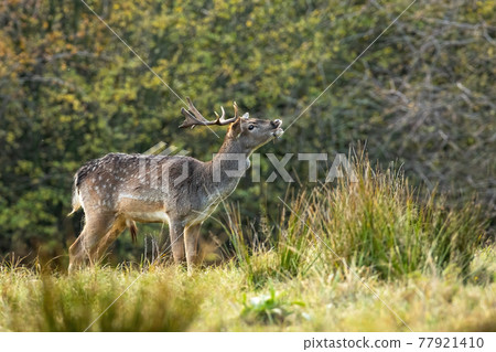 Spotted male of fallow deer sniffing on the meadow in autumn rutting season 77921410