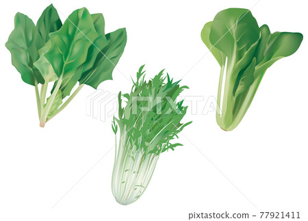 Vegetable illustration_spinach_mizuna_komatsuna 77921411