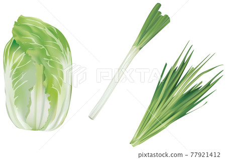 Vegetable illustration _ Chinese cabbage _ white onion _ garlic 77921412