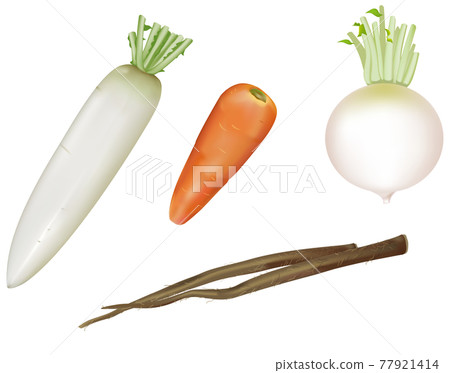 Vegetable illustration _ radish _ carrot _ Shogoin radish 77921414