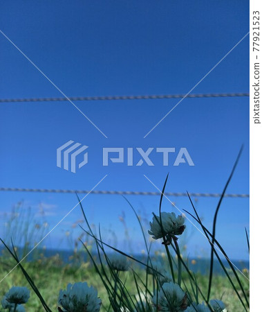 Blue sky, sea and nuts 77921523