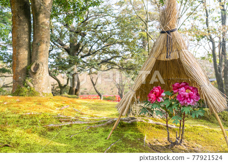 島根縣松江市有志園的粉寒牡丹 77921524