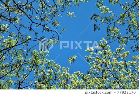 Fresh green leaves Fresh green leaves 77922170