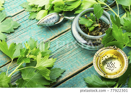 Healing tea with currant leaves,herbalism 77922301