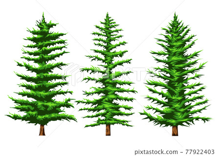 Set vector illustration Of Three types  pinetrees   77922403