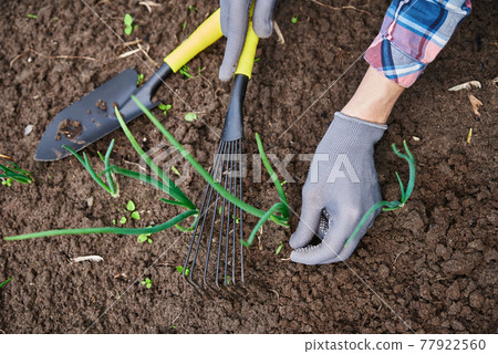 Gardener hands weeding onion in garden Gardener hands weeding onion in garden 77922560