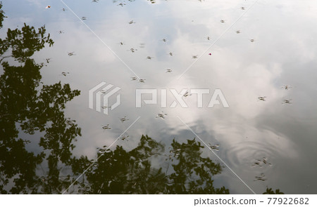 Insects seen at sunset in a rural area Insects seen at sunset in a rural area 77922682
